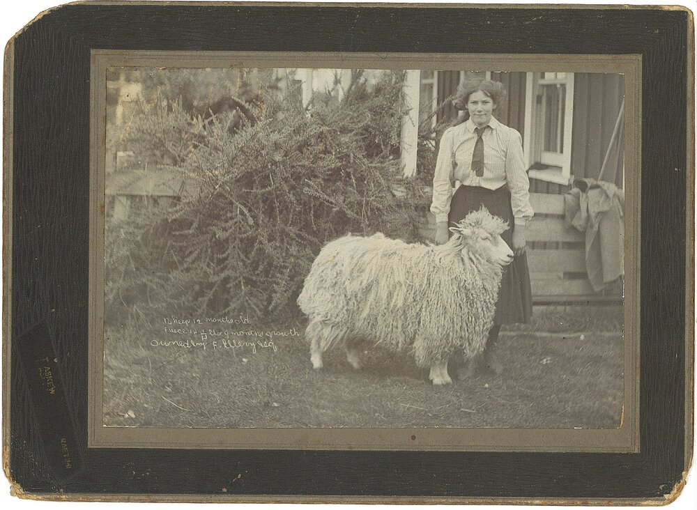 Lincoln Nanny lamb