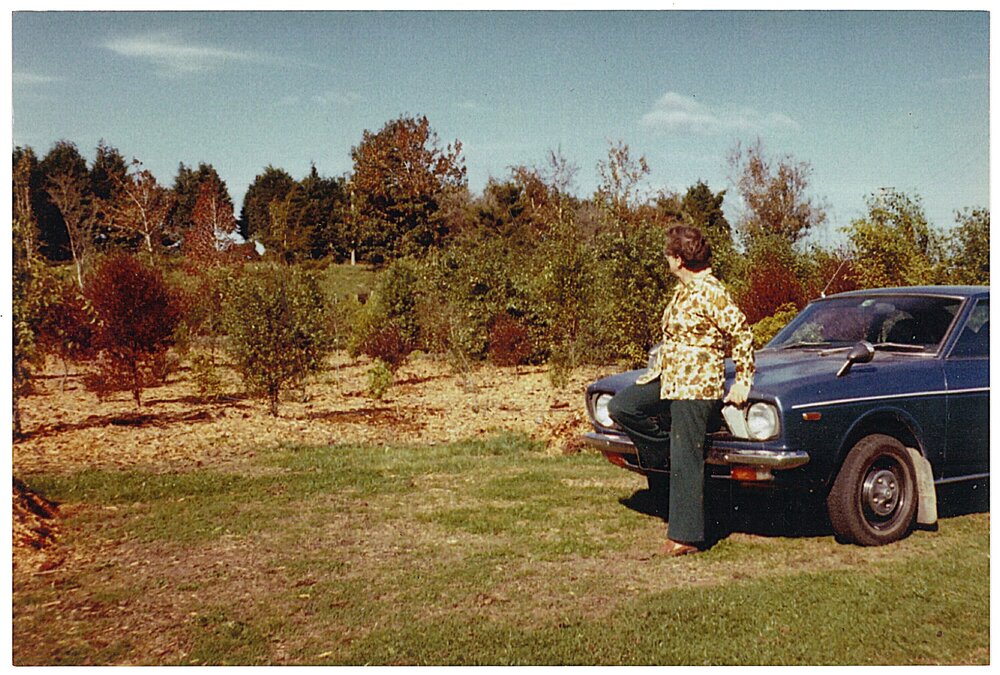 Early plantings in McCloughlin Park, Te Puke