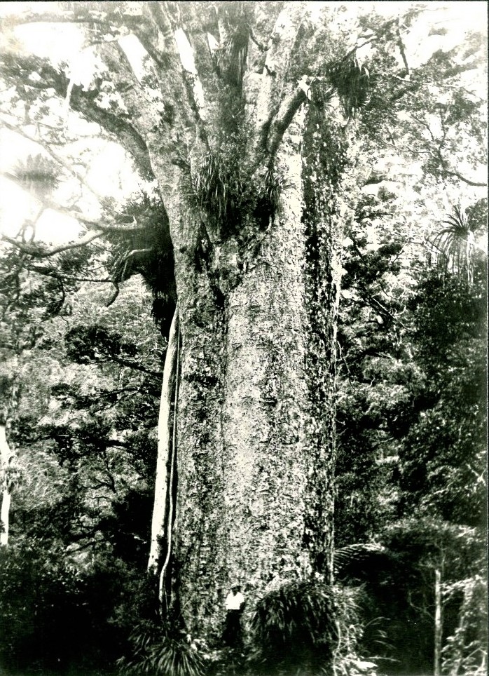 Huge Kauri Tree