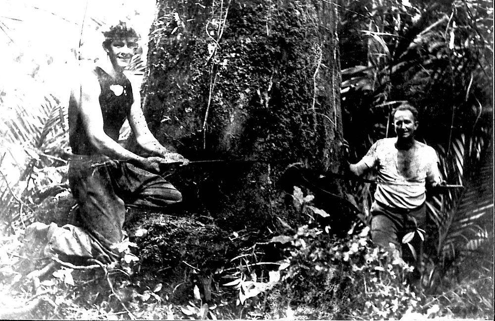 Rimu tree felling with crosscut saw