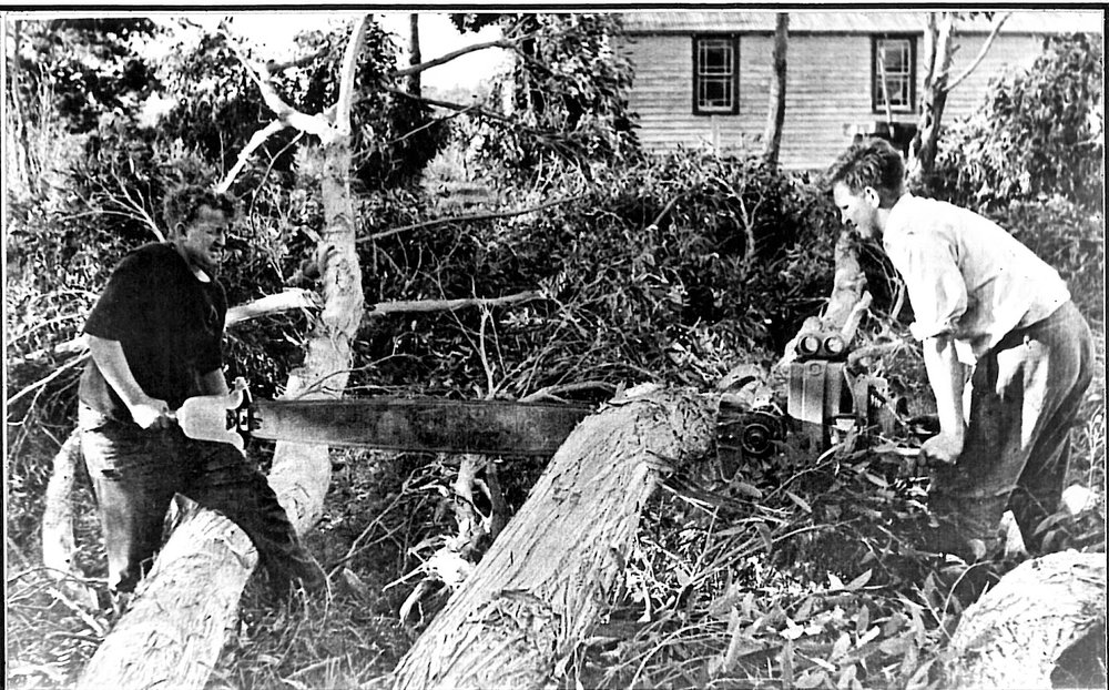 Felling gum trees