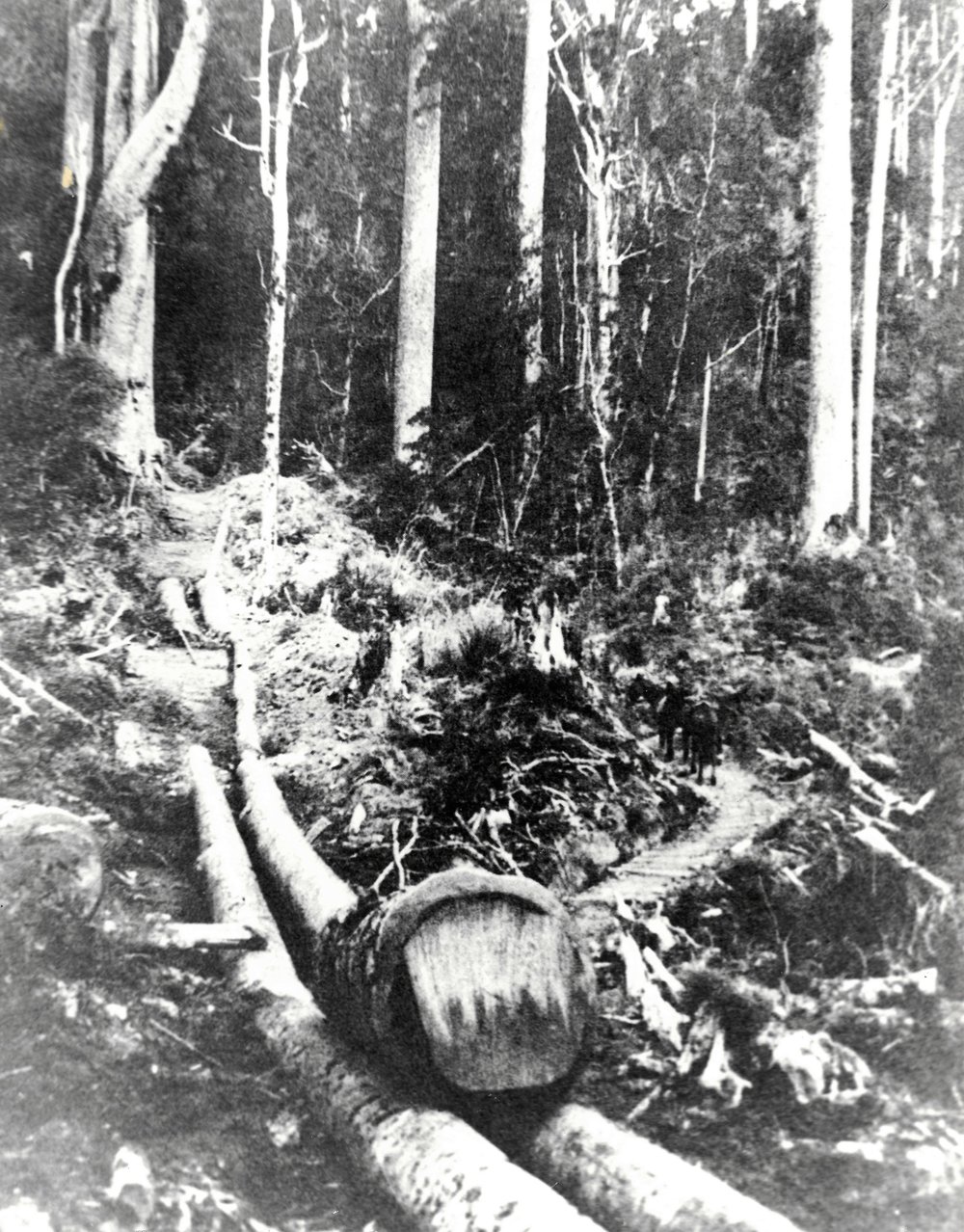 Kauri milling - log chute