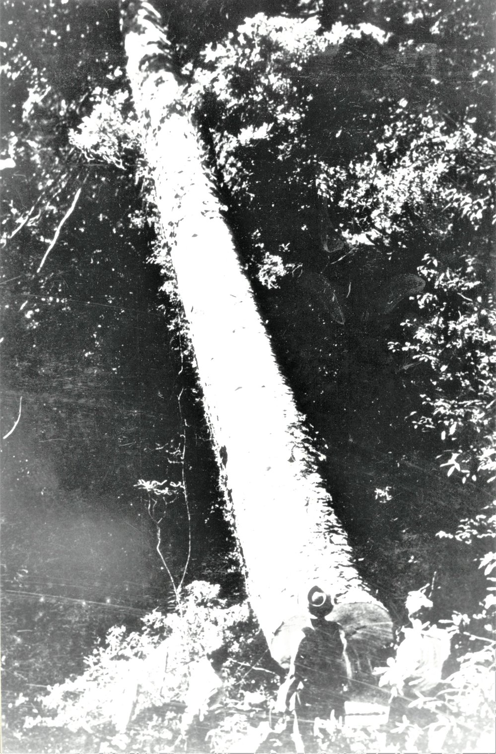 Felled Kauri at Katikati