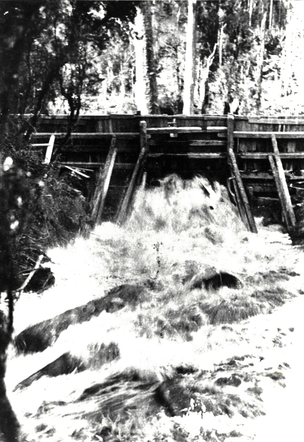 Water rushing through a tripped Kauri dam