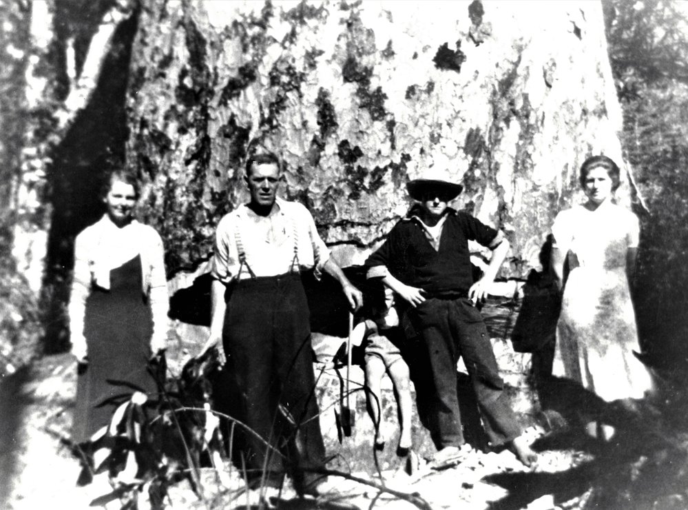 Kauri ready to fell at Woodlands Road, Katikati