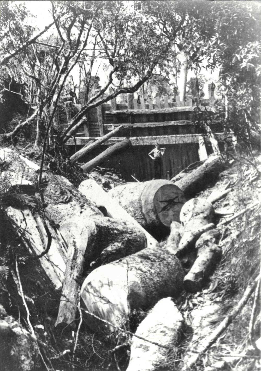 Kauri logs below dam, Katikati