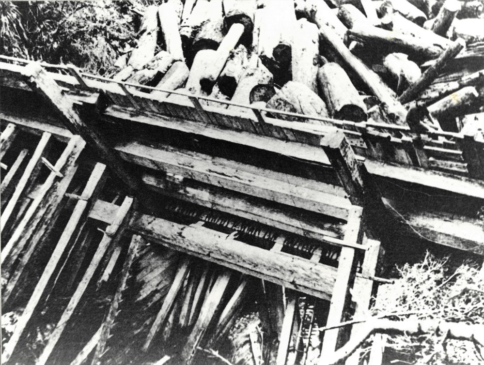 Kauri logs piled behind a dam
