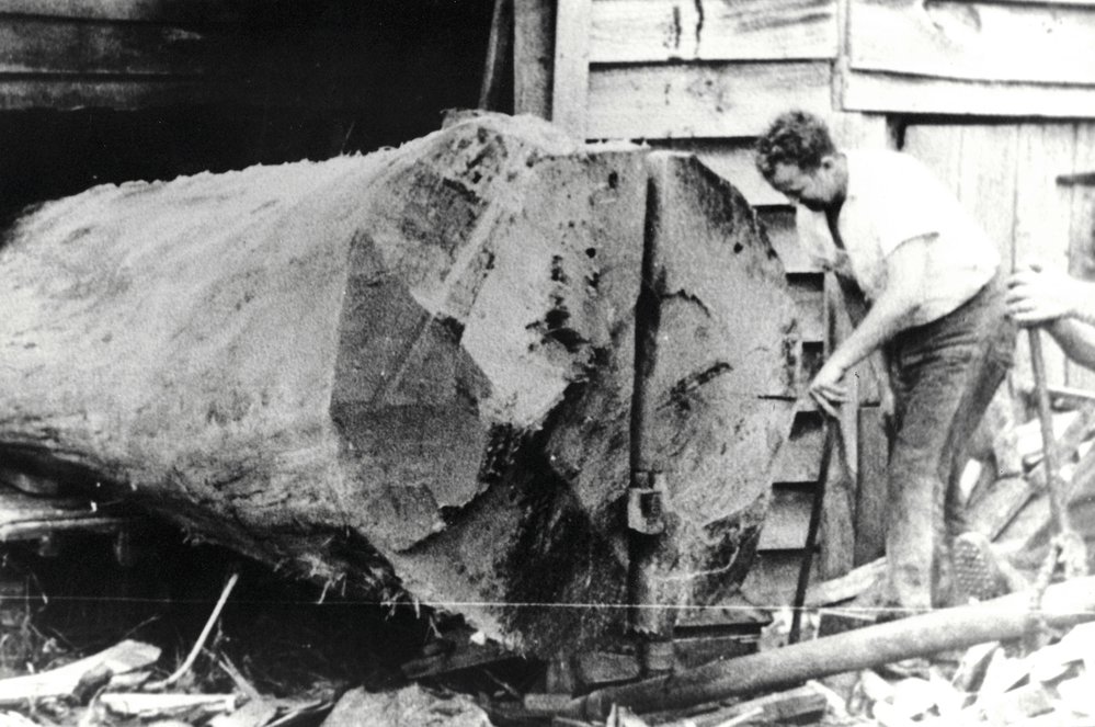 Last kauri log to go through Baker's sawmill