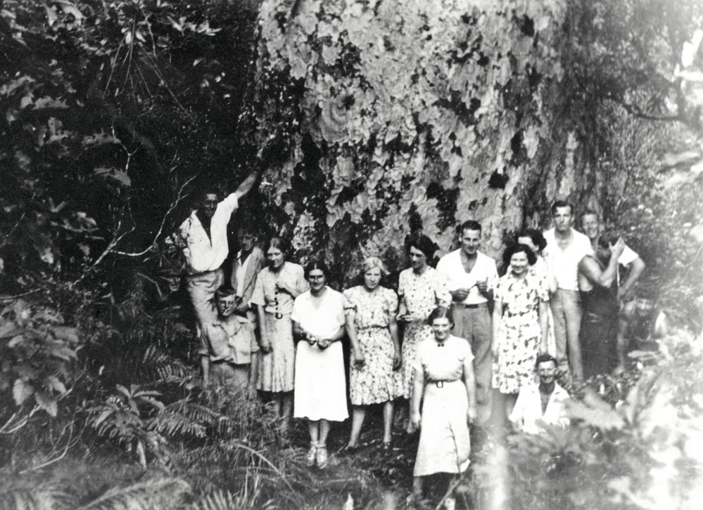 Sightseers at base of large kauri tree, Katikati