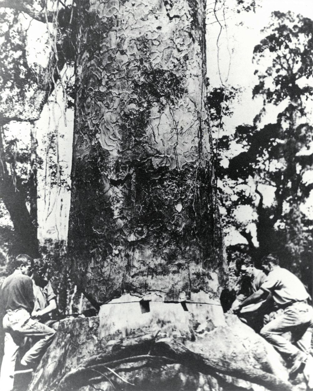 Kauri tree felling with a cross saw, Katikati