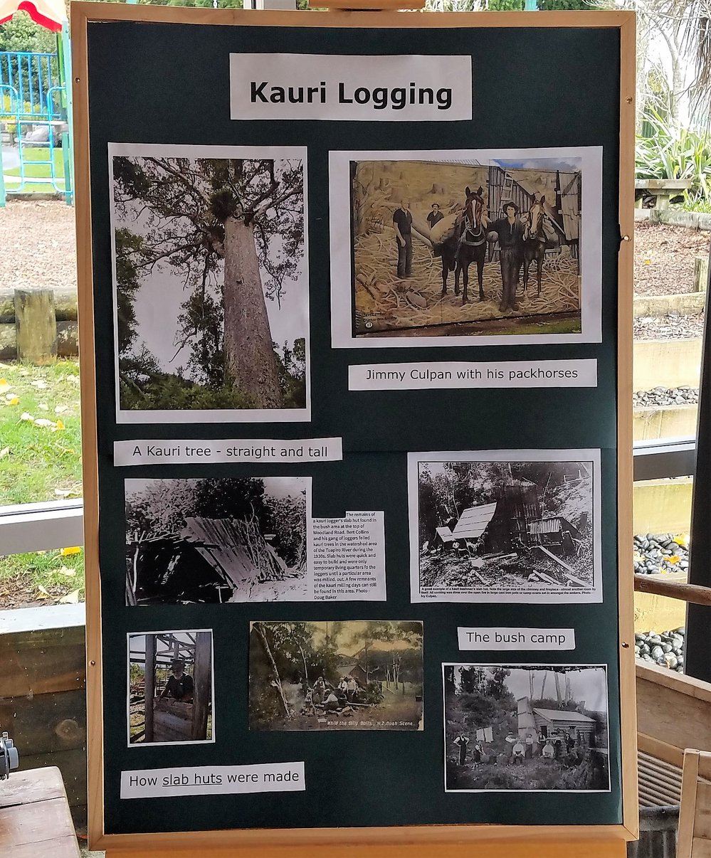 Kauri logging