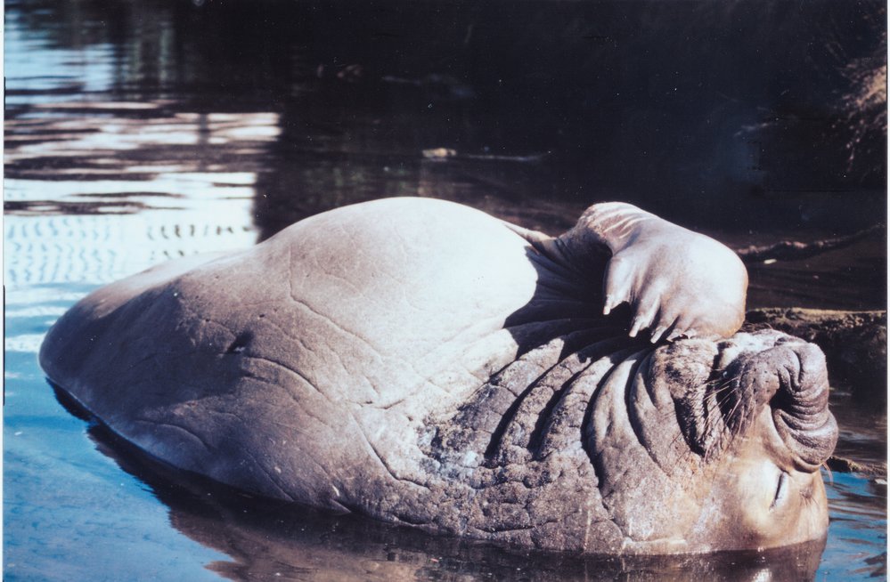 Humphrey the sea elephant