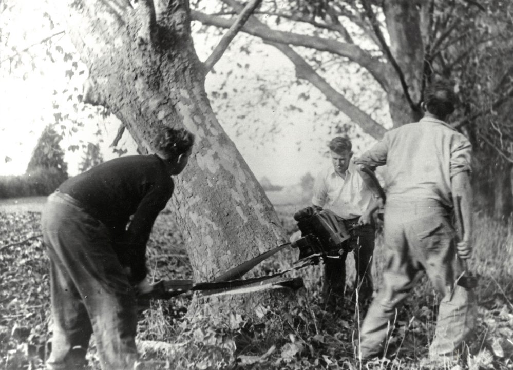 Removing plane trees. Katikati District High School 1950