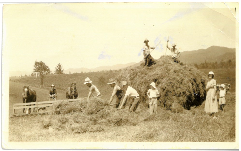 Haymaking at Woodlands Road