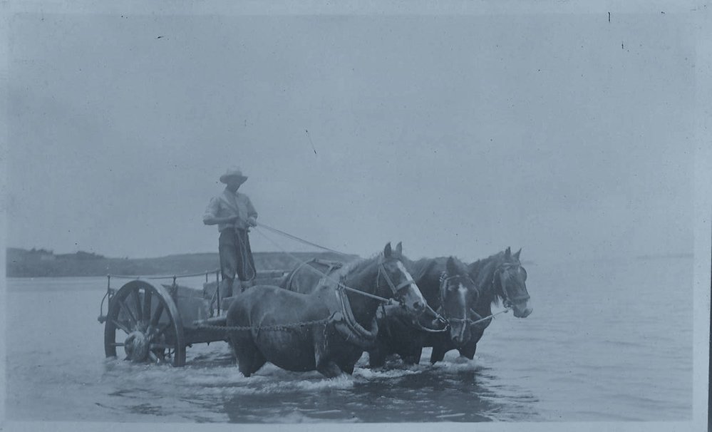 Transporting the cream from Matakana Island 