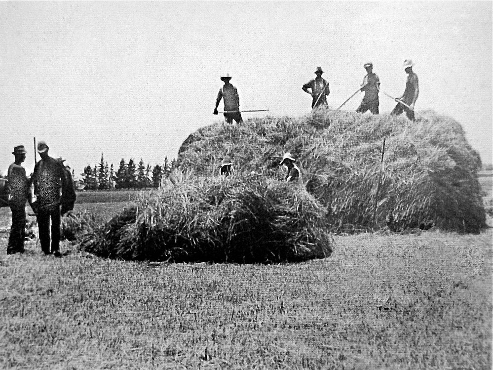 Omokoroa Haymaking c1930