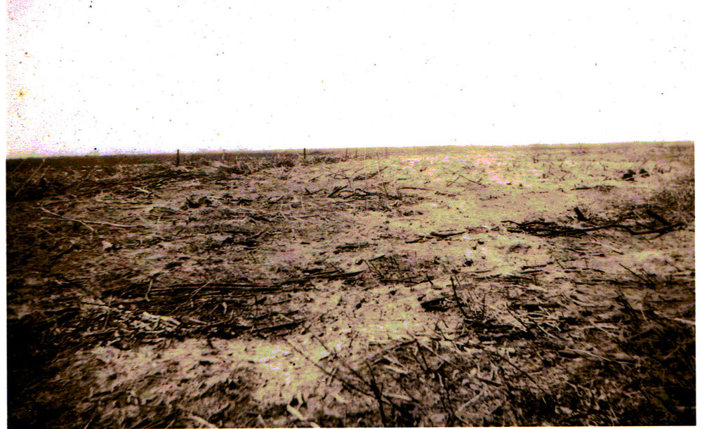 Swamp after burnoff