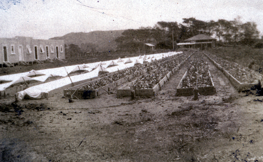 Tobacco crop - Papamoa Tobacco company