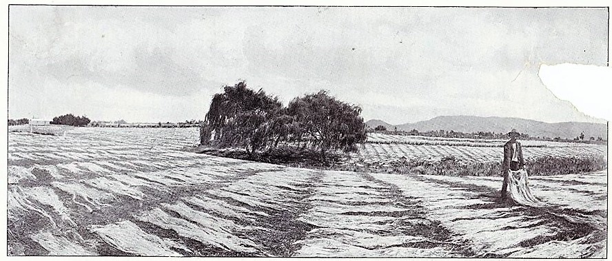 Flax drying in Te Puke