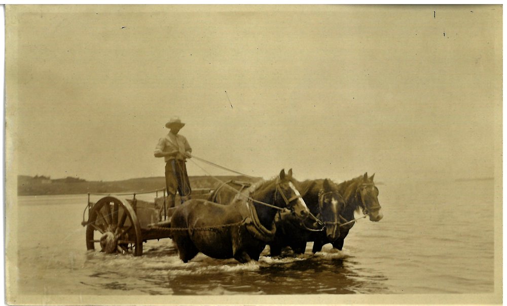 A cream cart driver and his horses from Matakana Island