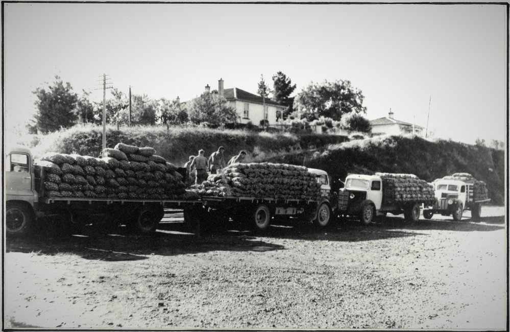 Farm produce at Katikati 