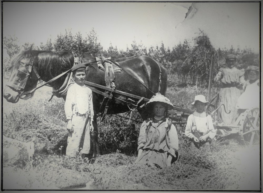Haymaking