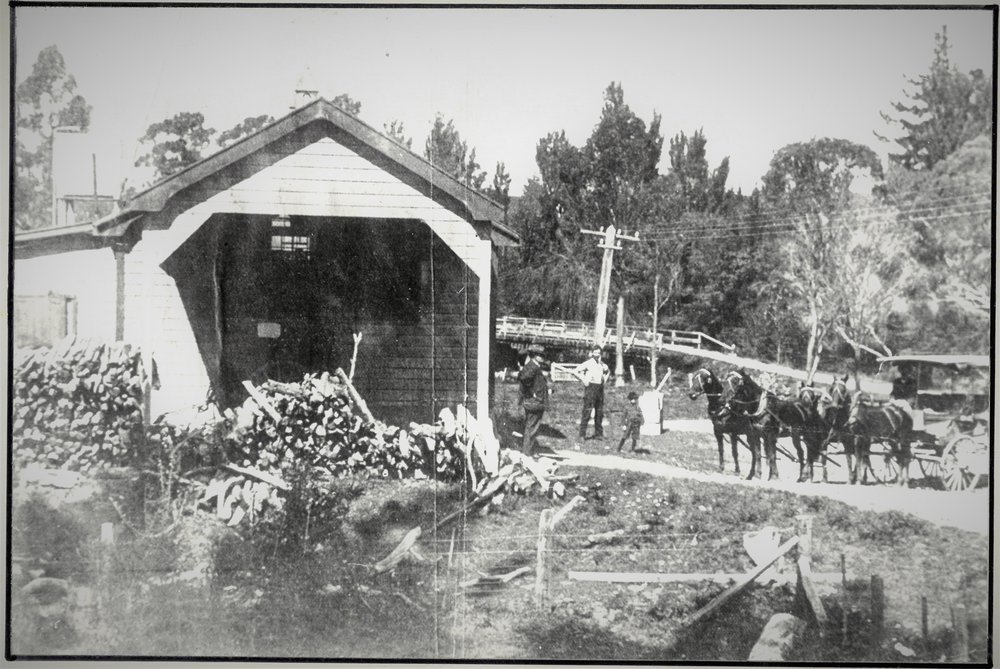The Dairy Industry in Katikati