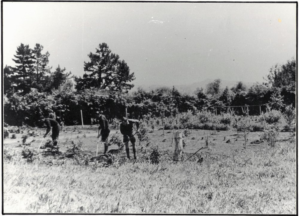 Boys' horticulture at Katikati District High School 