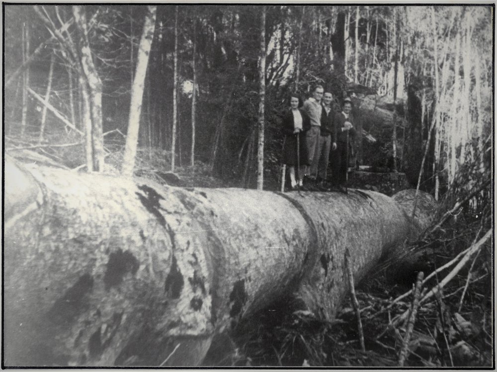 Huge Kauri Trunk