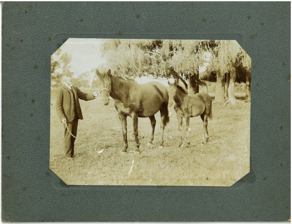 Mr Walsh's prize winning horses, Te Puke