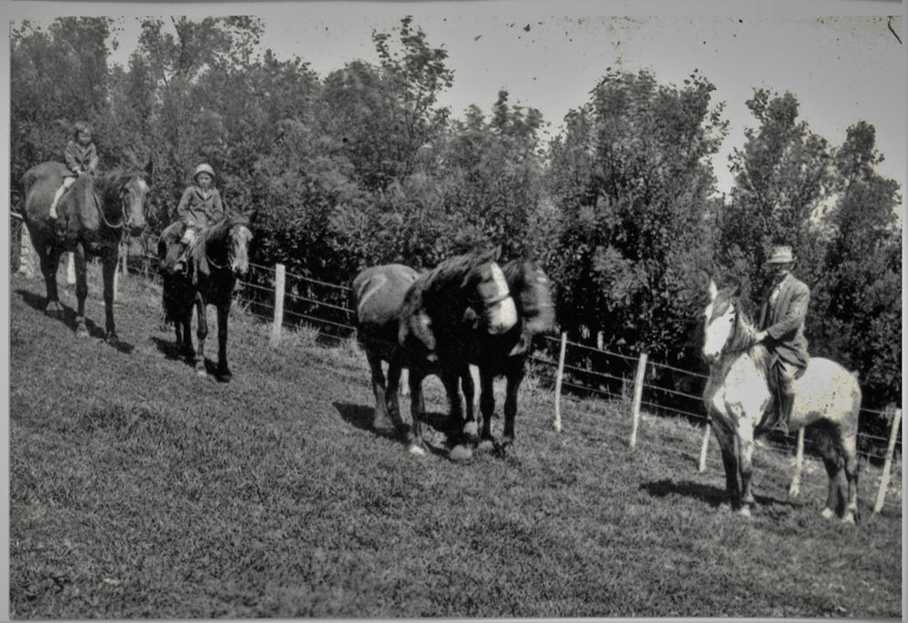 On the Reid farm in the Papamoa hills
