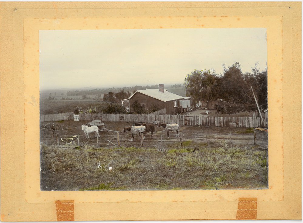 Frank Bostock's first farm on No. 3 Road, Te Puke