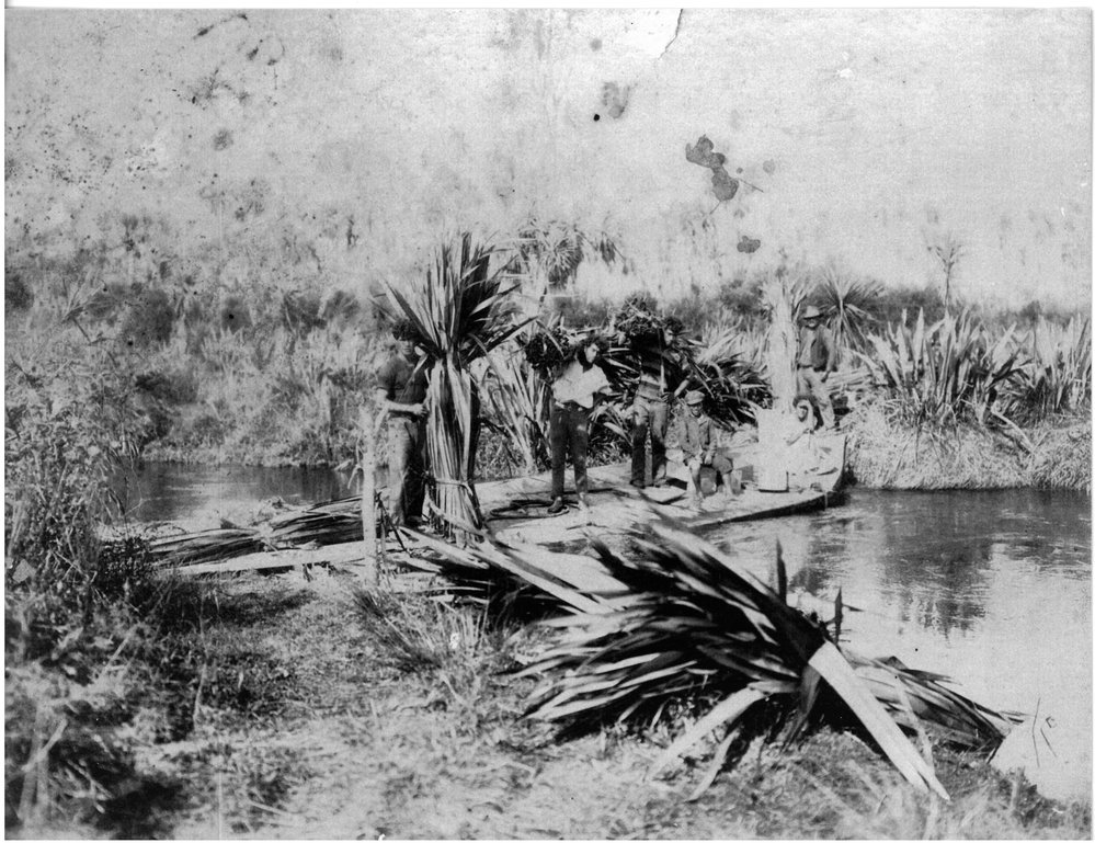 Harvesting flax along the Waiari River