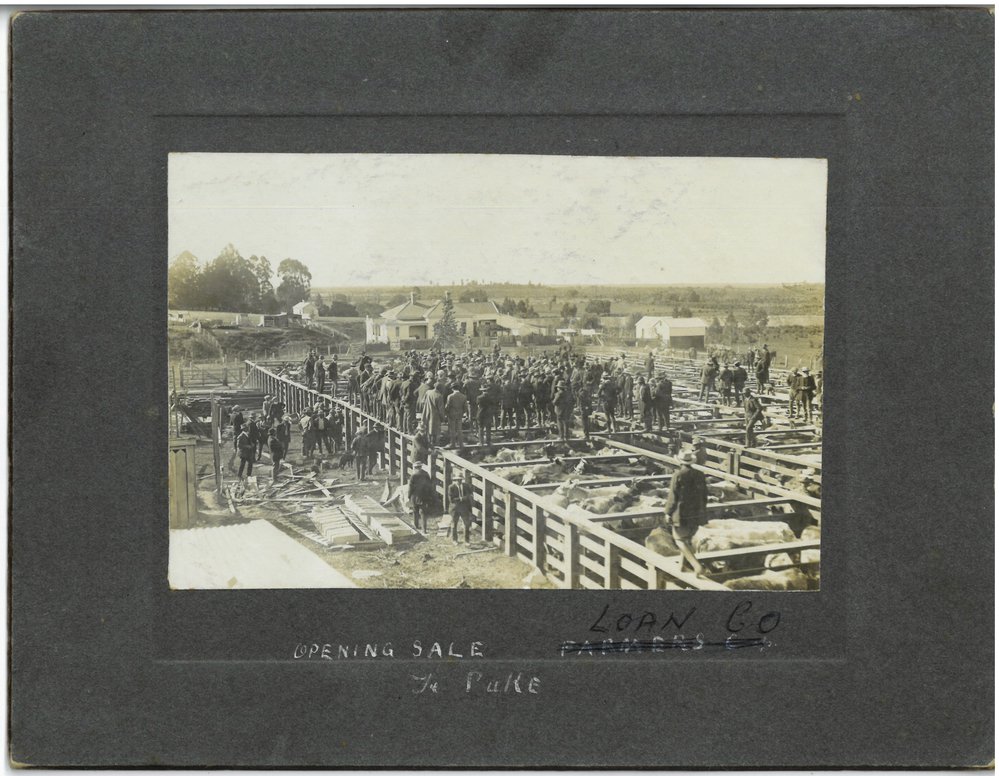 Te Puke sale yards