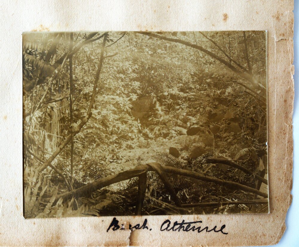 Bush at Athenree