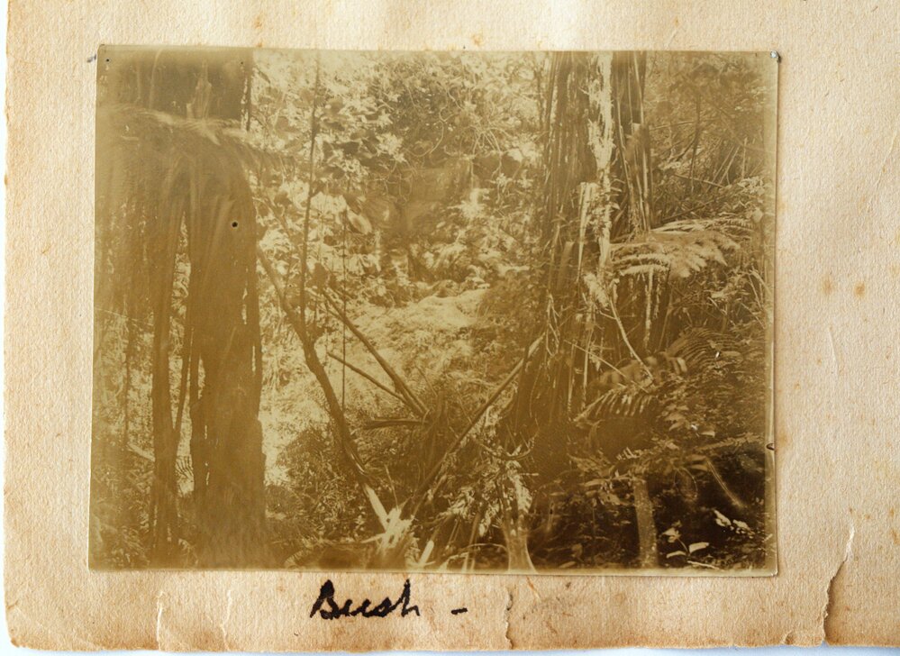 Bush at Athenree