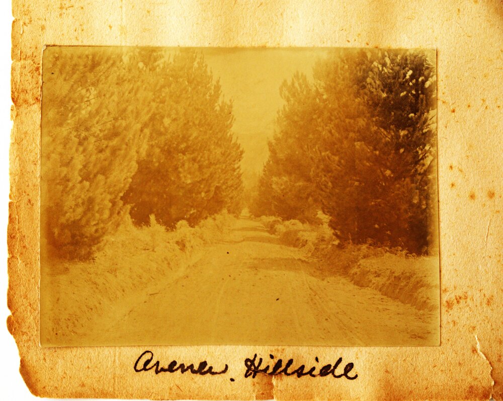 Avenue to Hillside House at Katikati