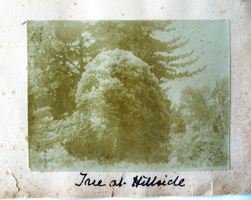 Tree at Hillside