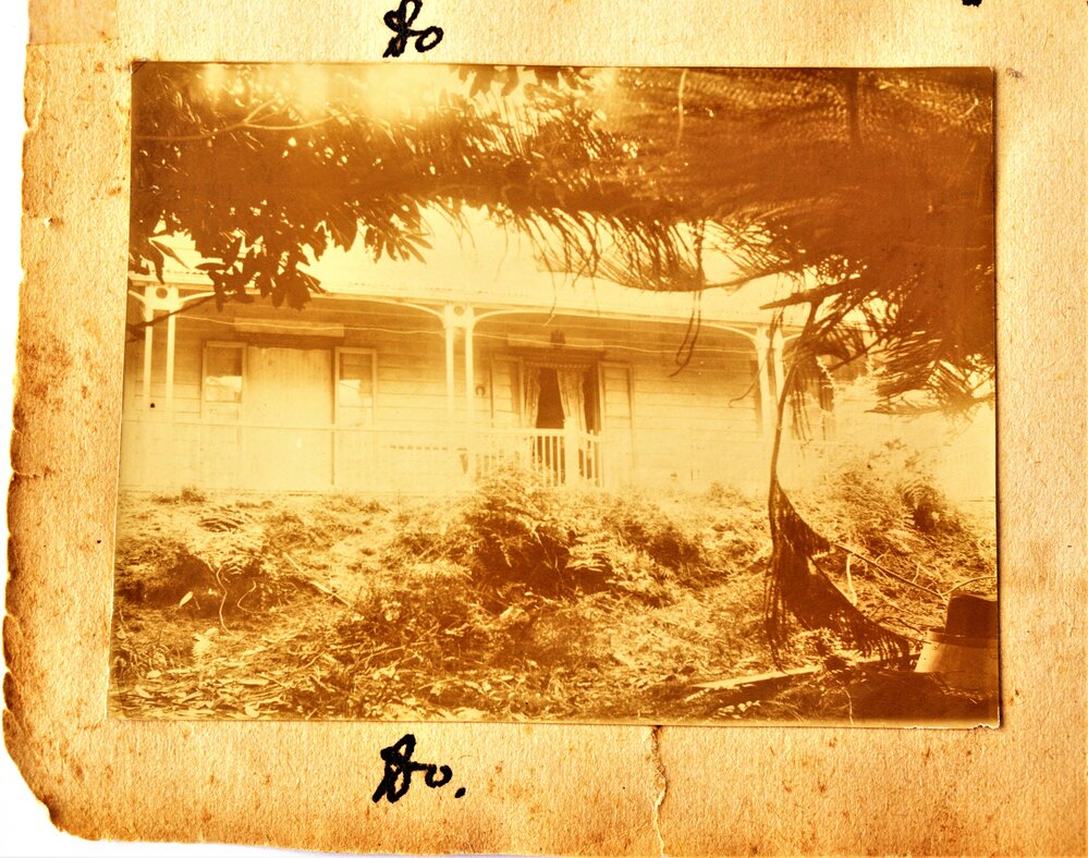 Larkspur, Katikati