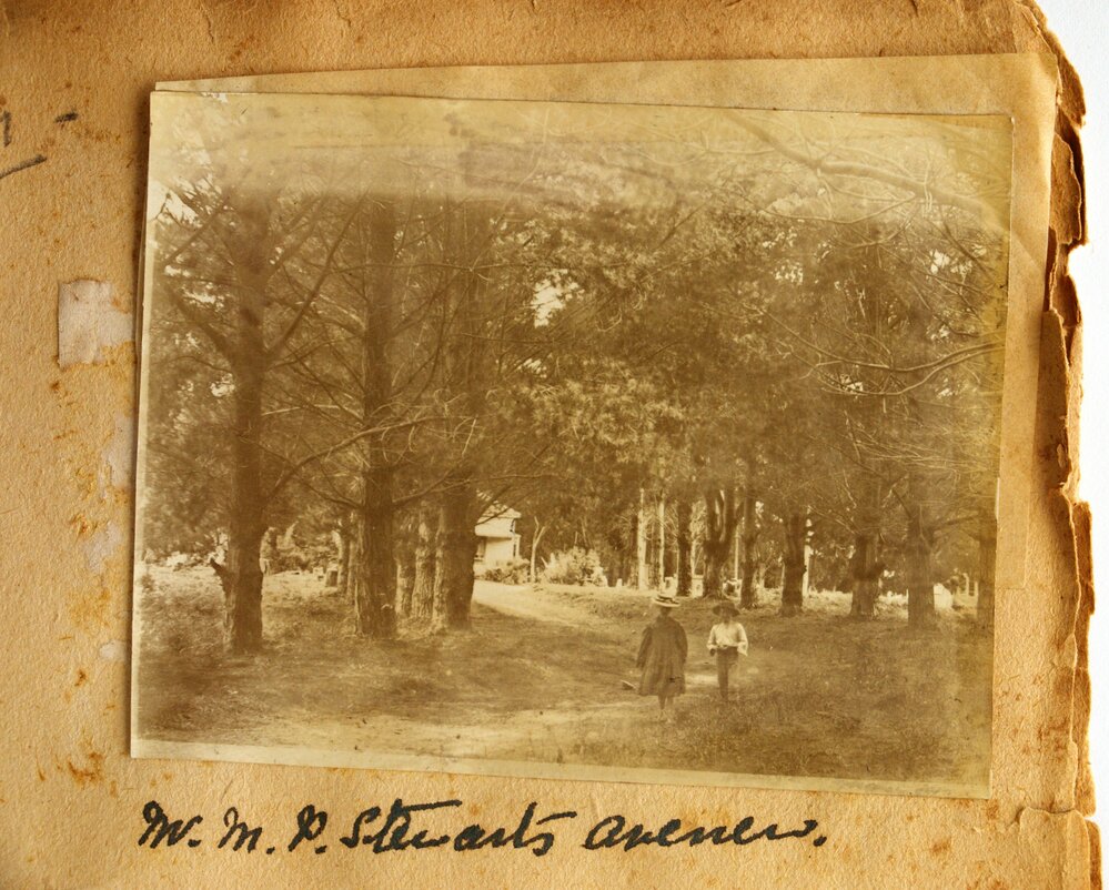Avenue leading to Michael and Frances Stewart's home in Waitekohe