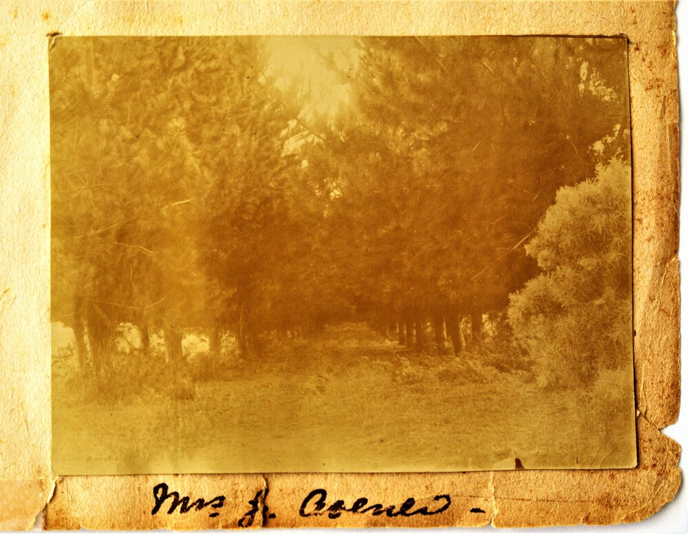 Avenue to Maria Goodridge's home at Katikati