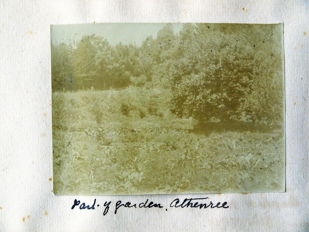 Part of the garden at Athenree