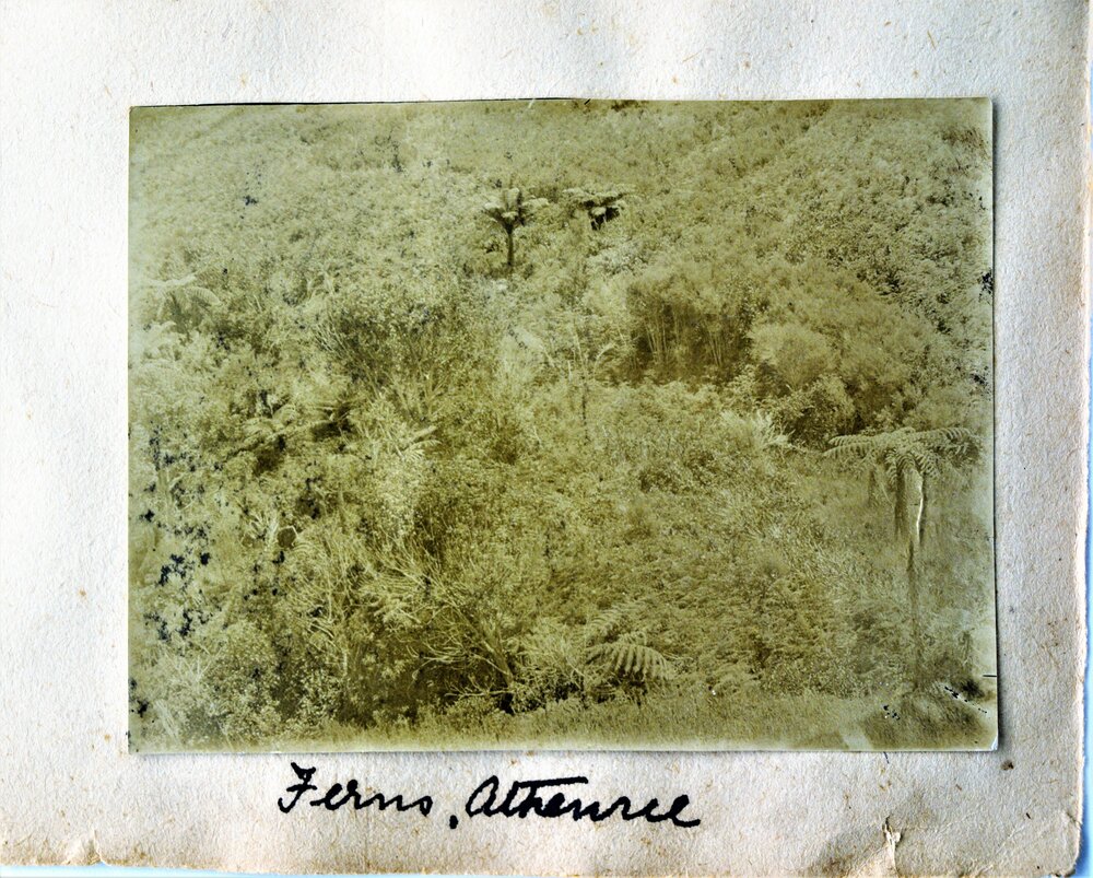 A bush scene at Athenree