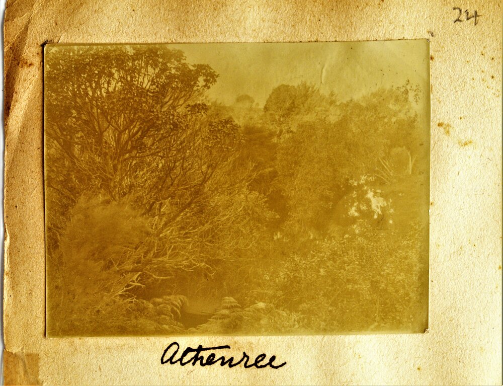 The bush at Athenree