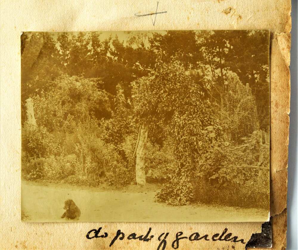A dog in the garden at Ferndale