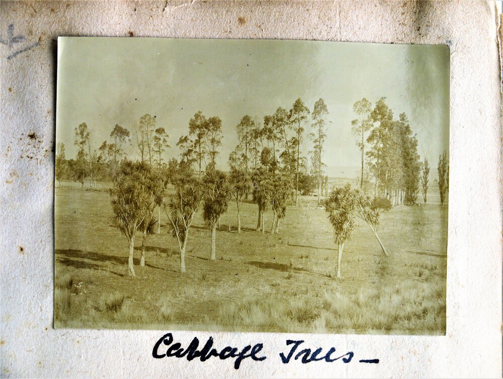 Cabbage trees at Katikati