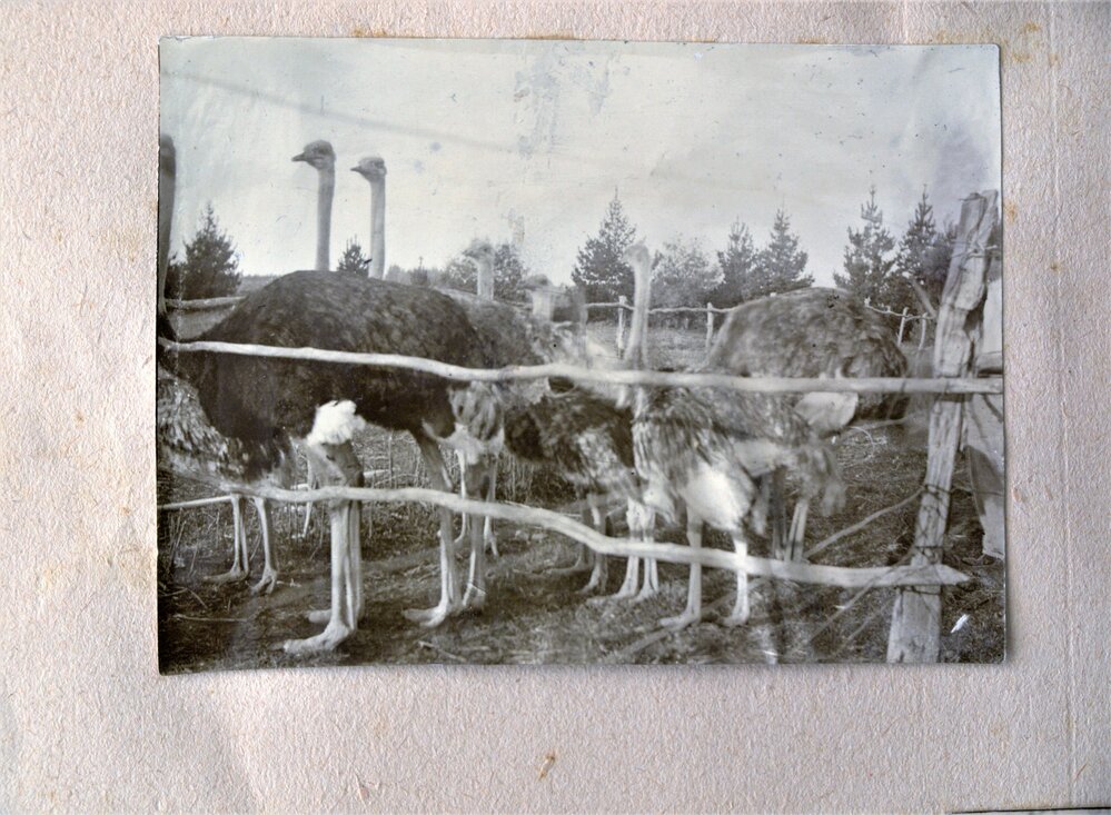 Reverend Katterns' ostriches on his farm