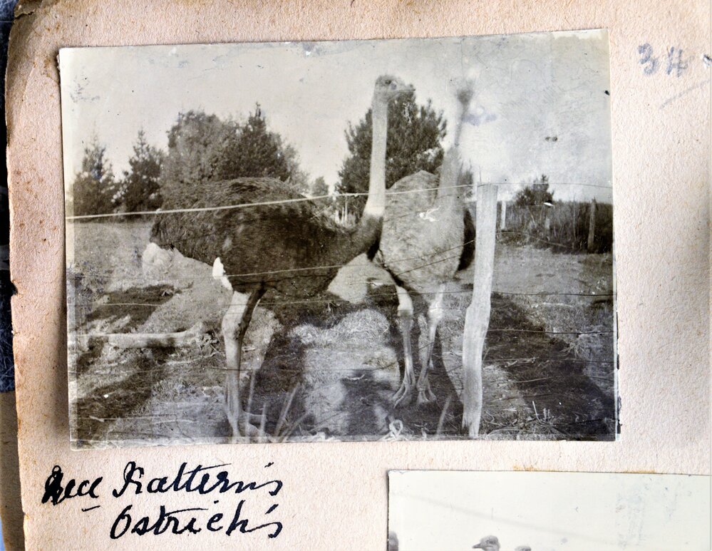 a pair of Reverend Katterns' ostriches
