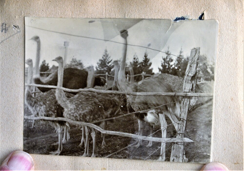 Reverend Katterns' ostriches