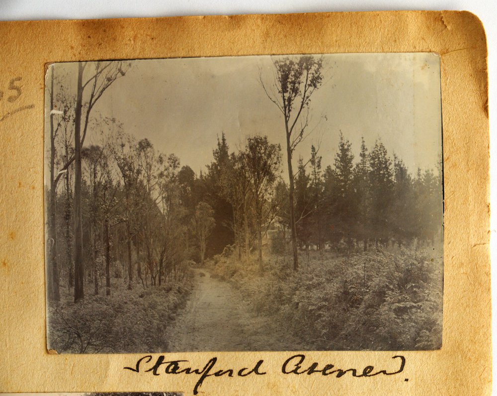 Avenue to Stanford House in Katikati.